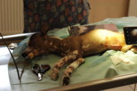 СВС-1 Стол операционный ветеринарный